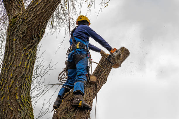 Best Tree Preservation Services  in Hill City, KS