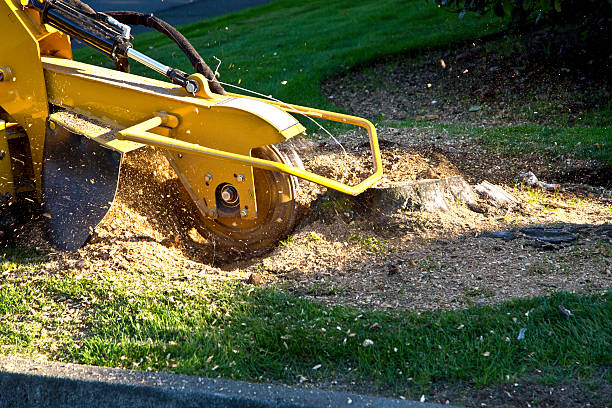 Best Storm Damage Tree Cleanup  in Hill City, KS