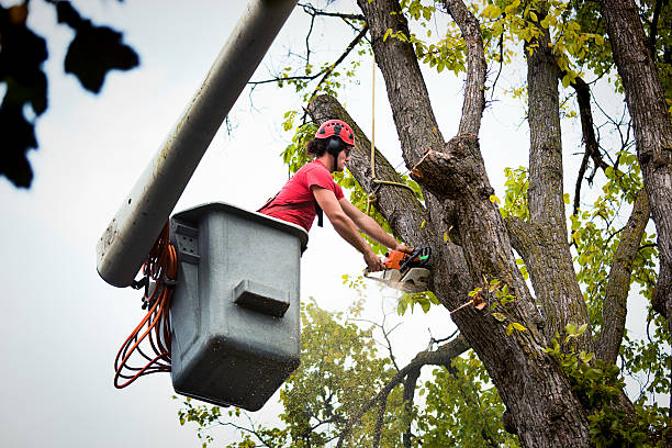 Best Tree Cabling and Bracing  in Hill City, KS