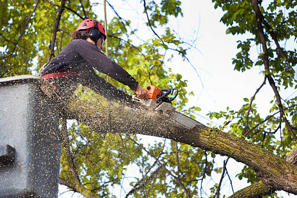 Best Lawn Renovation and Restoration  in Hill City, KS