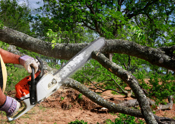 Best Lawn Grading and Leveling  in Hill City, KS